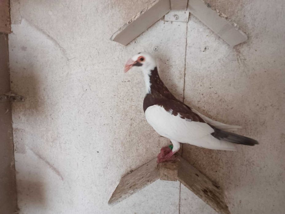 Likwidacja hodowli gołębi rzeszowskich oraz bagdet norymbreskich