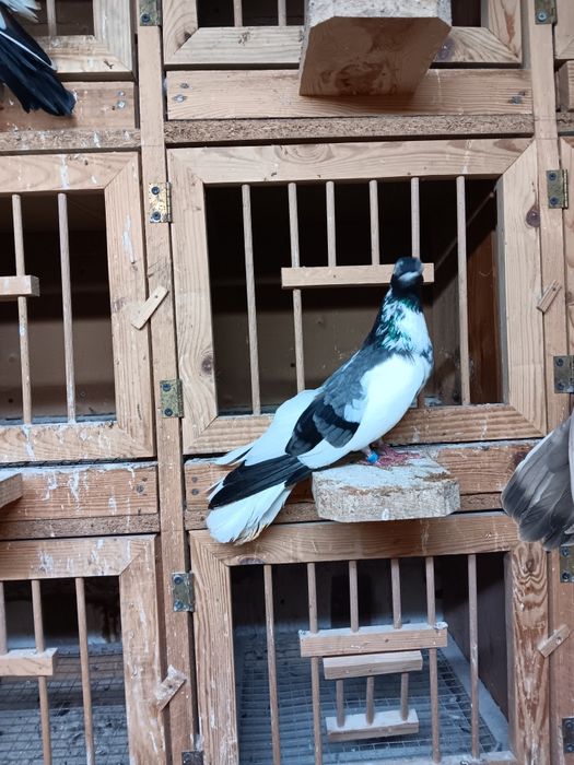 Gołębie zamojskie murzyny