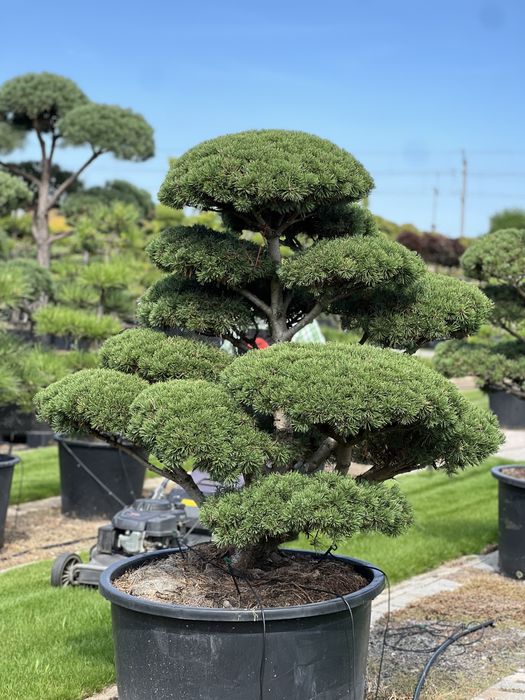 Bonsai sosna niwaki duże drzewa wiele gatunków BONSAI PARK