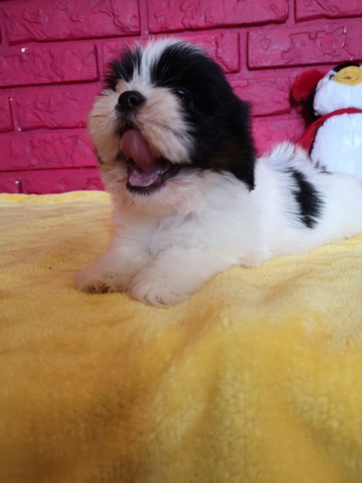 ** SUCZKA ** rasy Shih Tzu pięknie umaszczona dziewczynka.  Laleczka.