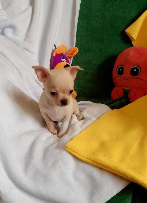 Chihuahua chłopiec