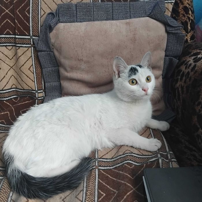 Киця кішка кошка кошечка у добрі руки