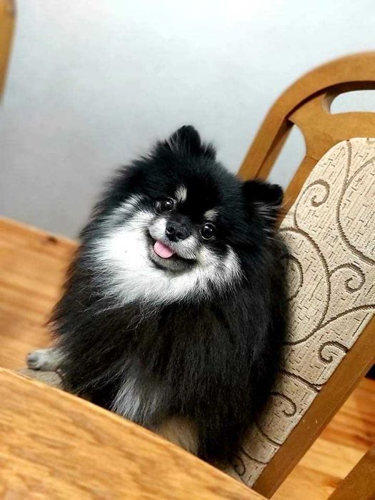 Szpic miniaturowy pomeranian