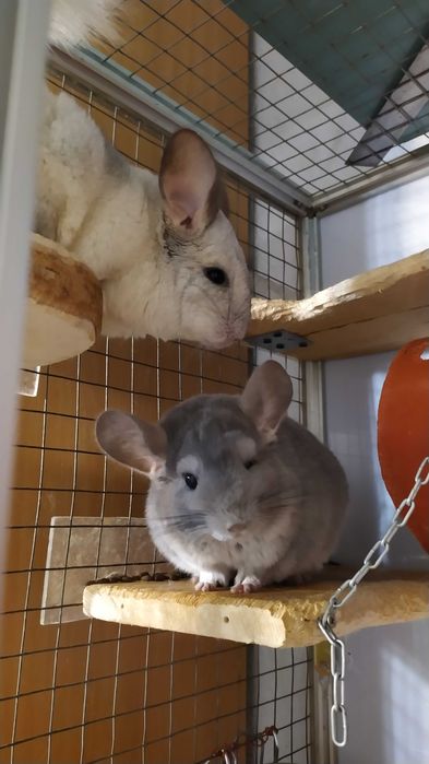 Вітрина-клітка для шиншил