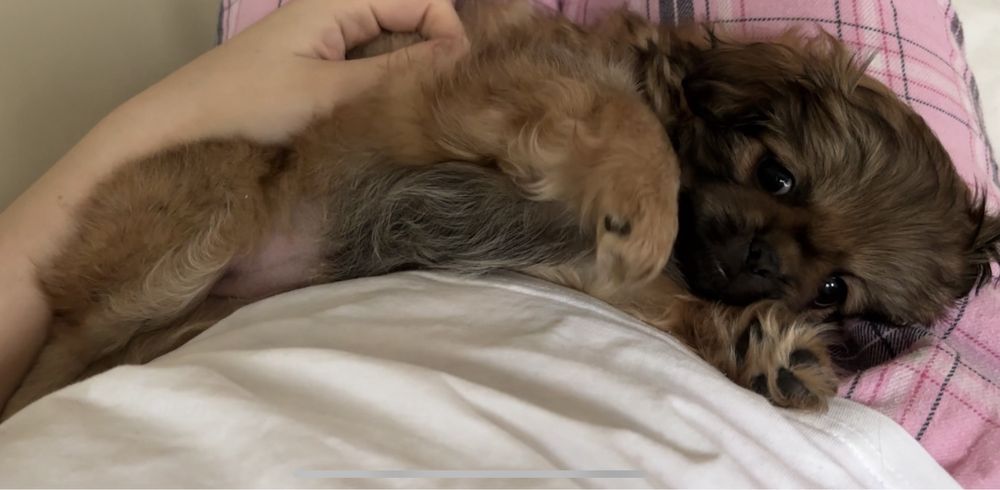 Piesek i suczka pekinczyka szczeniaki do oddania