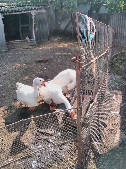 Продається сімья гусей