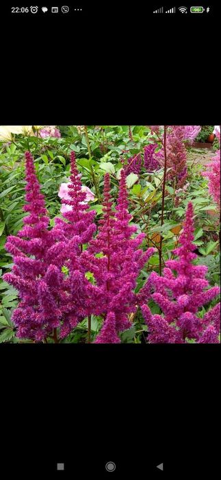 Вейгела  хоста бересклет гібіскуси гейхери пухироплідник калинолистий