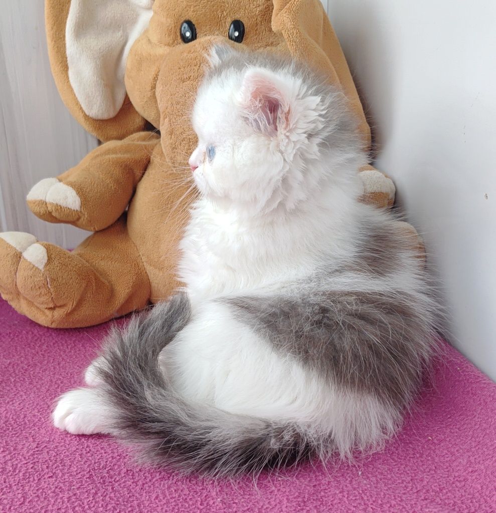 Гарний блакитноокий хлопчик.  Котёнок