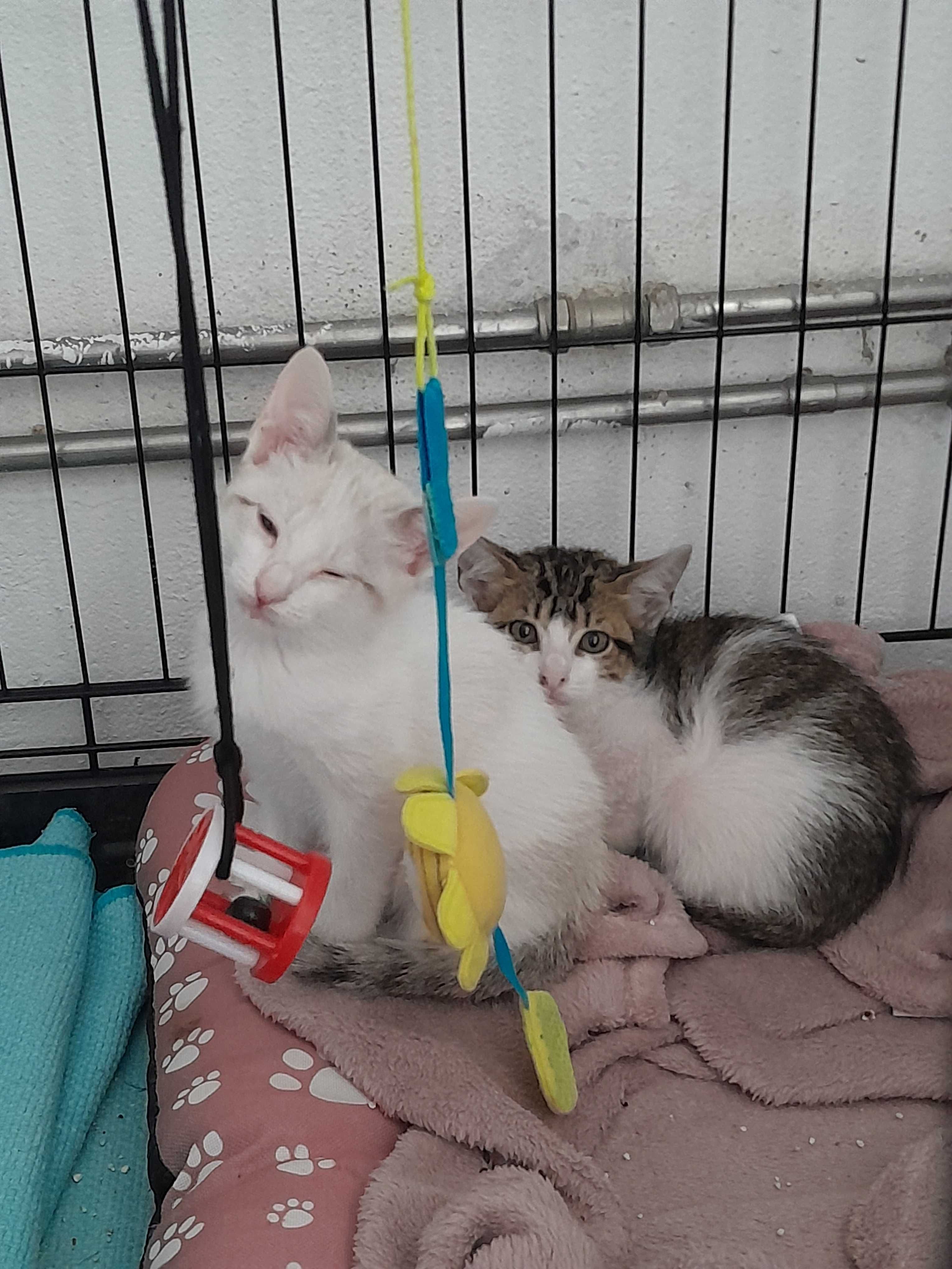 Gatos bebés para adoção consciente