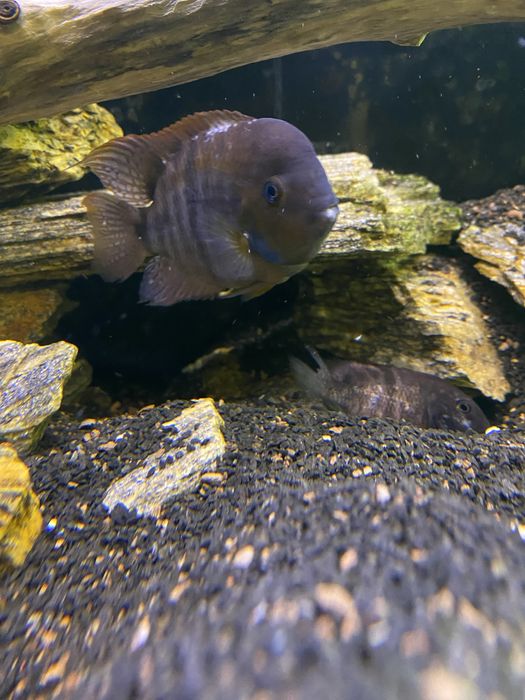 Аквариумная рыбка Цехлида Седжика