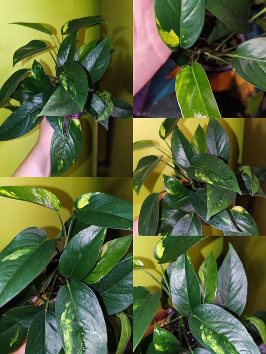 Epipremnum pinnatum Cintho Goldfinger