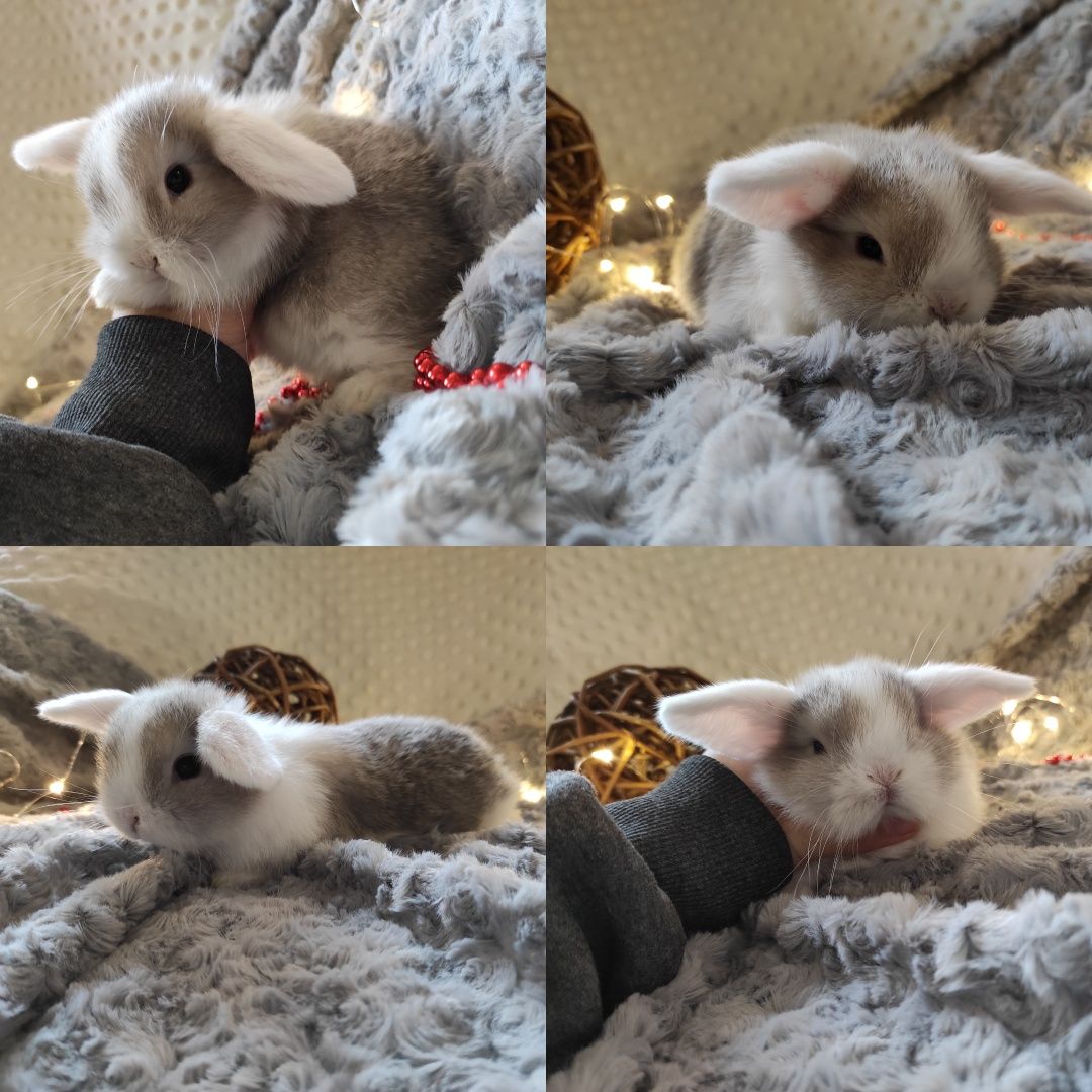Mini Lop Króliczki Czystej Rasy z WYPRAWKĄ I KSIĄŻECZKĄ ZDROWIA