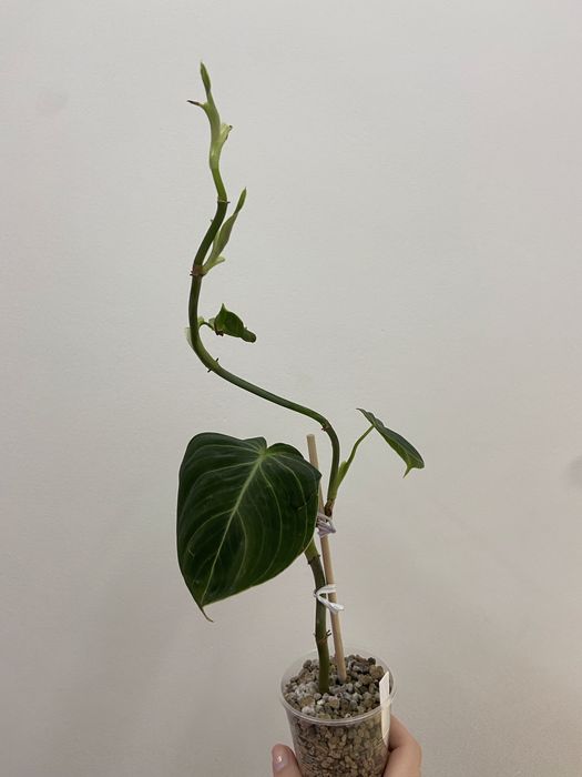 Philodendron Melanochrysum