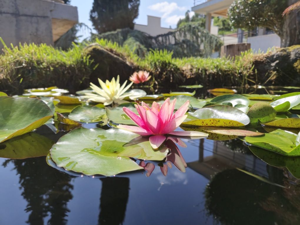 Plantas de lago Nenúfares