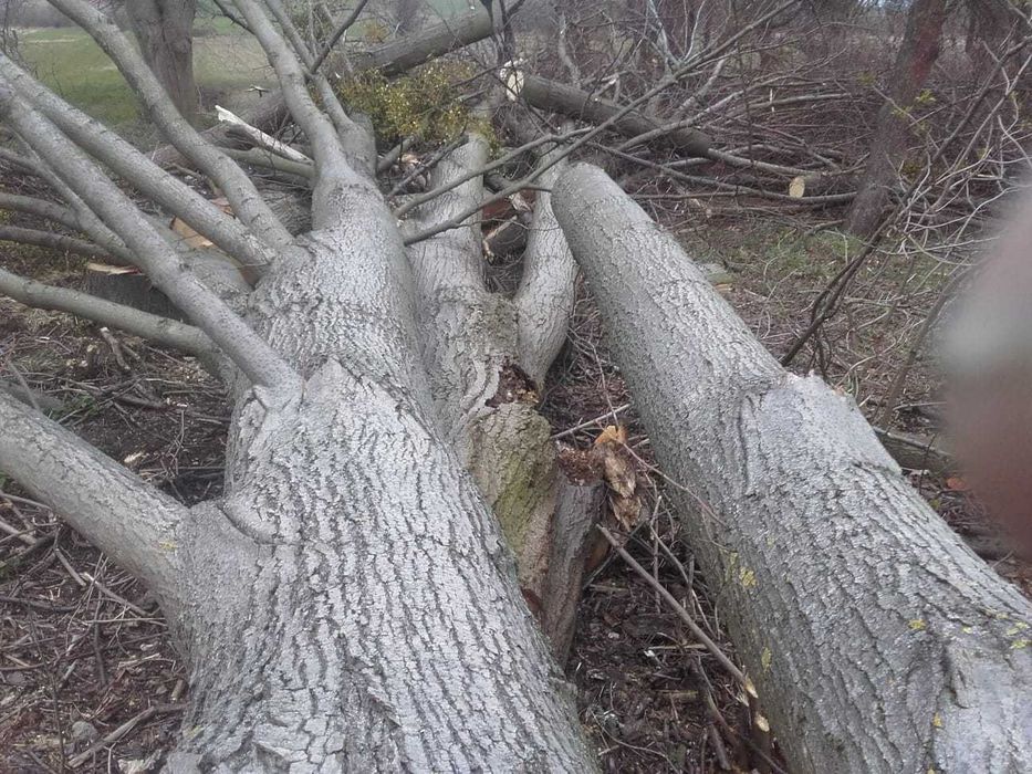 Lipa kłody drzewo na rzeźbę ule