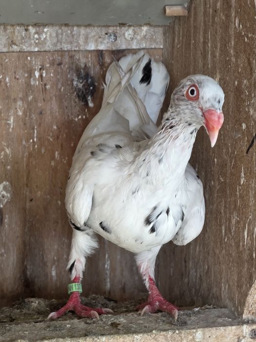 Biały nakrapiany duński lotny