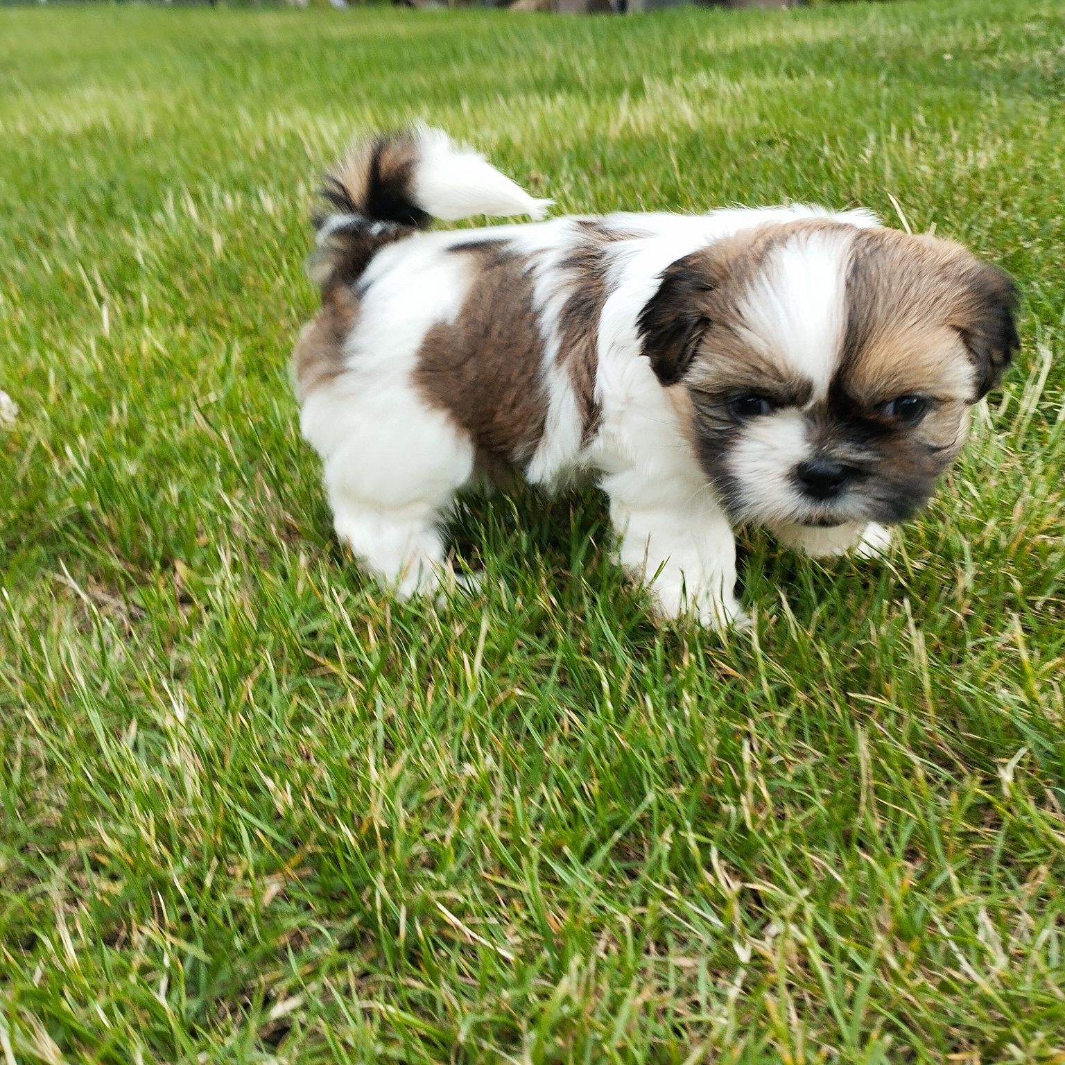 Szczeniaczek ShihTzu