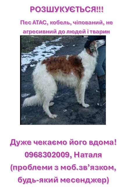 Розшкую свою собаку!