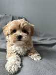 Maltipoo suczka gotowa do odbioru