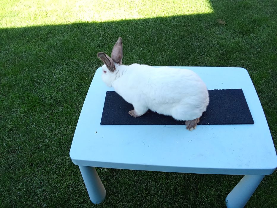 Sprzedam króliki kalifornijskie