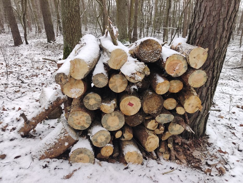 Drewno przesuszone opałowe  sosna