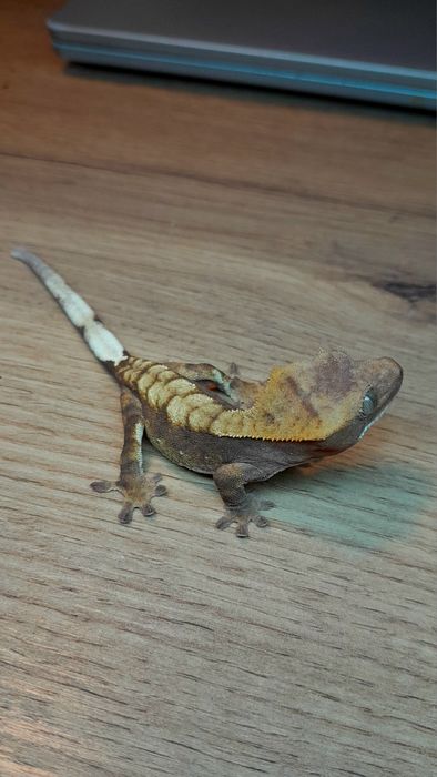 Gekon orzęsiony red harlequin samiec