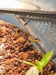 Jaszczurka scynk Eutropis macularia