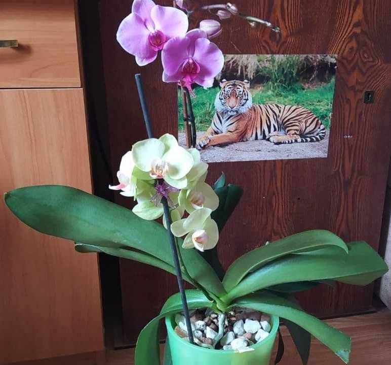 Субстрат для орхидей, пеностекло+керамзит
