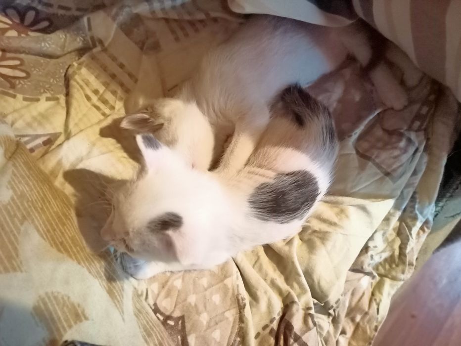 Котики муркотики.