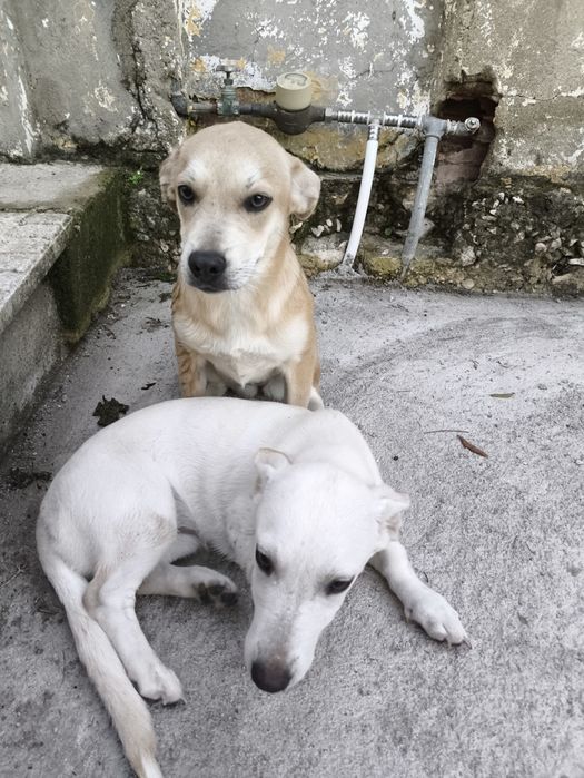 Duas bebés para adopção