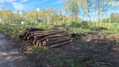 Sprzedam drewno - sosna  w wałkach 150 zł.