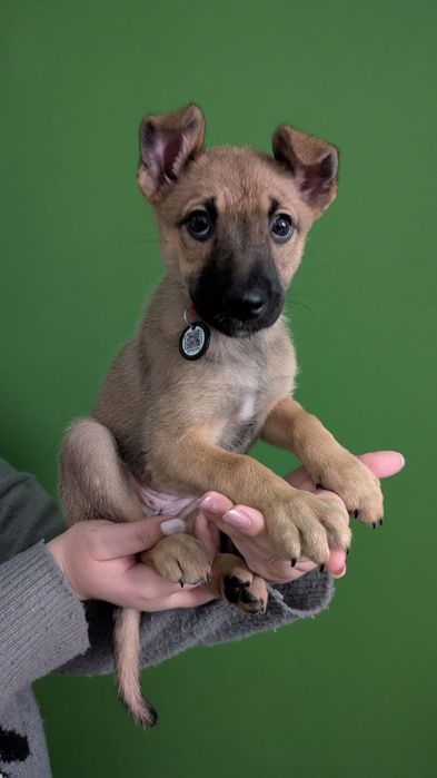 Цуценятко в добрі руки