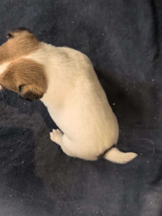 Jack Russell Terrier