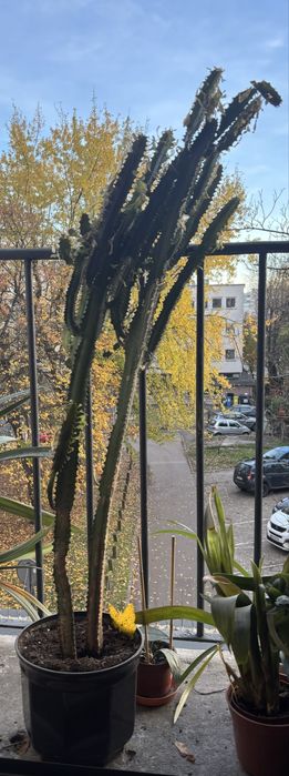 Kakus - roślija doniczkowa