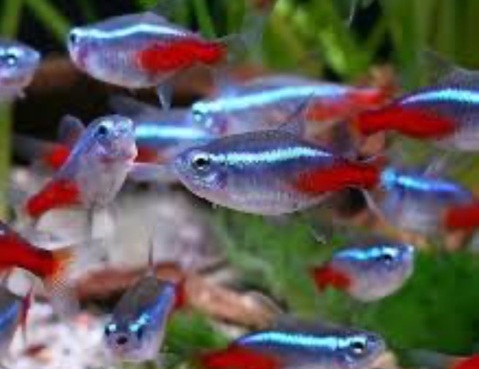 Tetras cardinal
