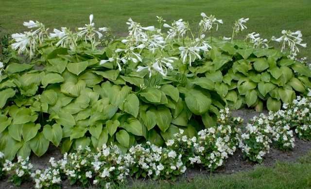 многолетники Бадан Аконит фиалка хоста гейхера матрикария колокольчики