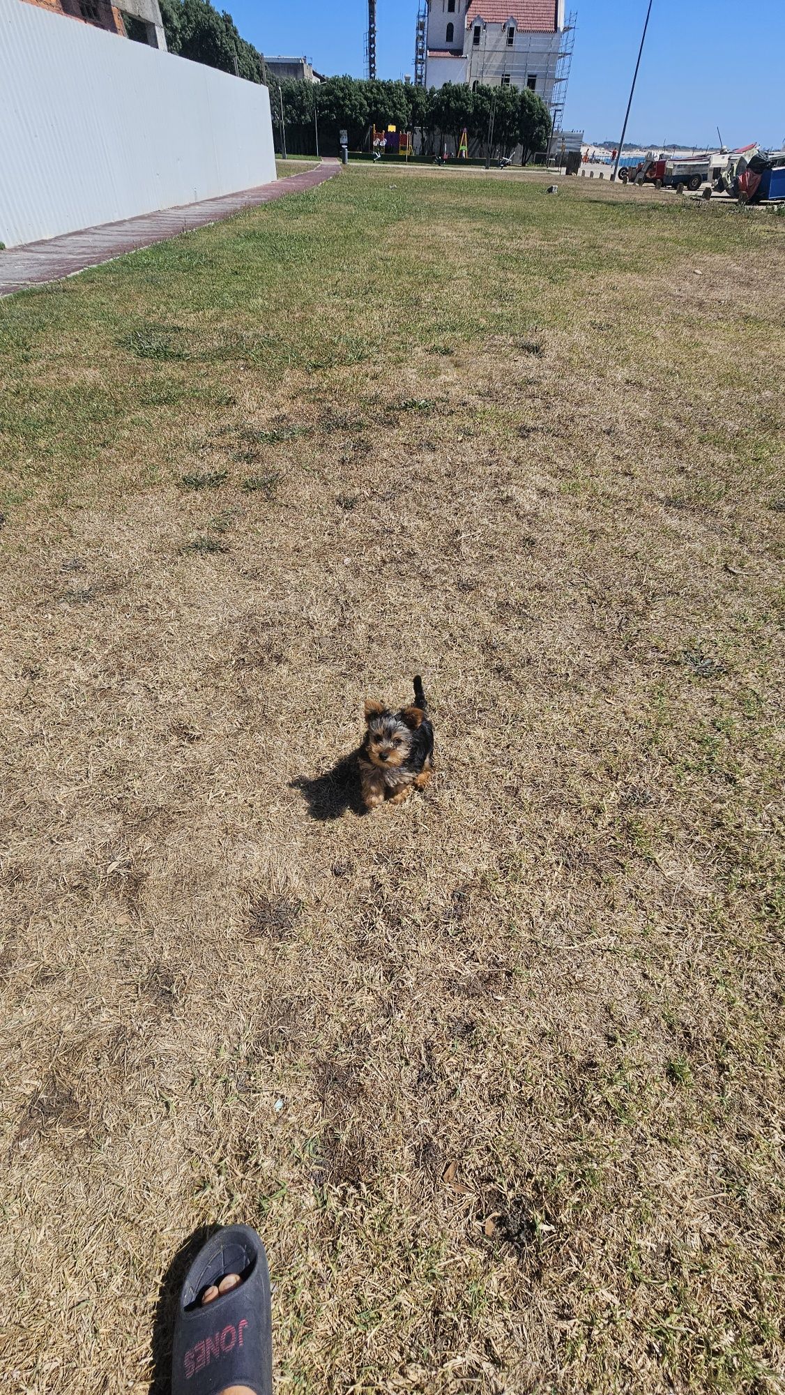Yorkhire terrier macho