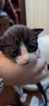 Gatinhos bebés com 1 mês de idade