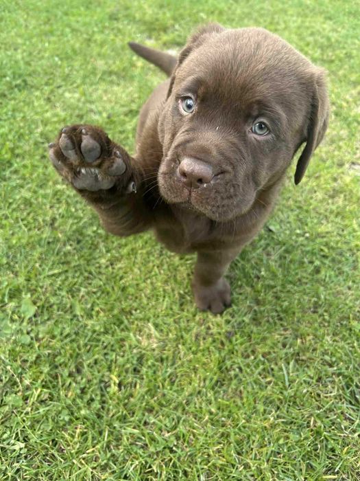 Szczeniak Labrador