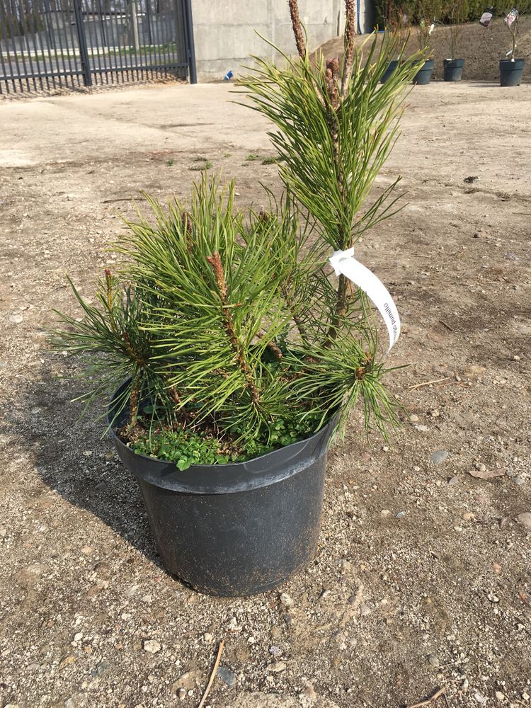 Sosna kosodrzewina(pinus mugo pumillo)