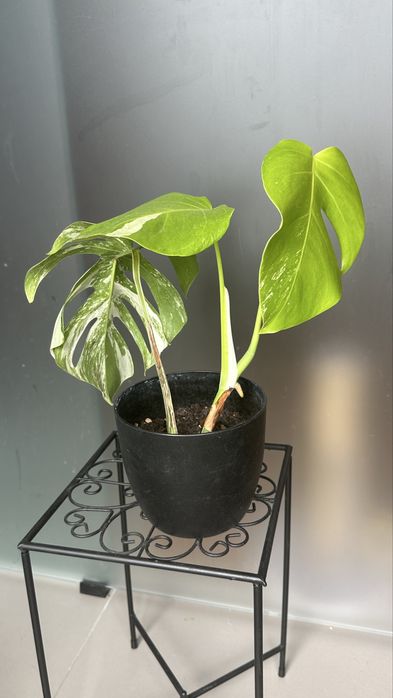 Montera variegata