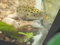 Peixe balão(tetraodon nigroviridis)