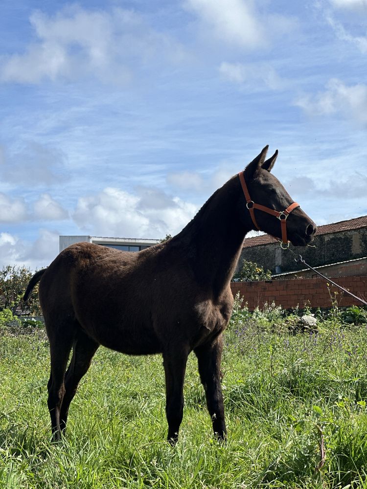 Cavalo luso-arabe