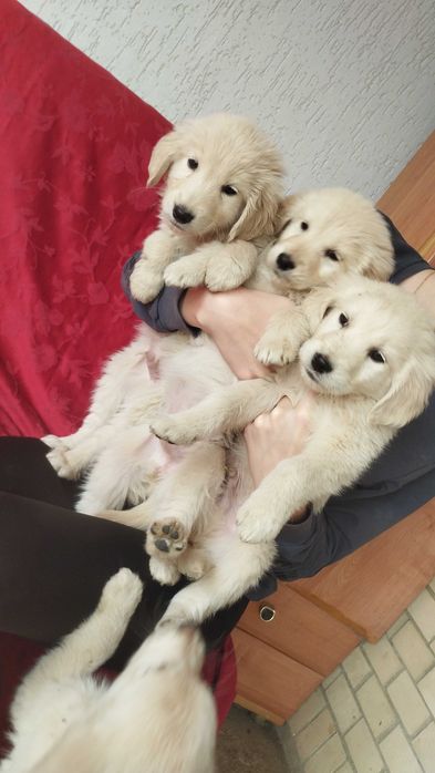 Голден хлопчики самостійні