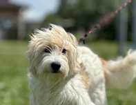 Arielka do adopcji!