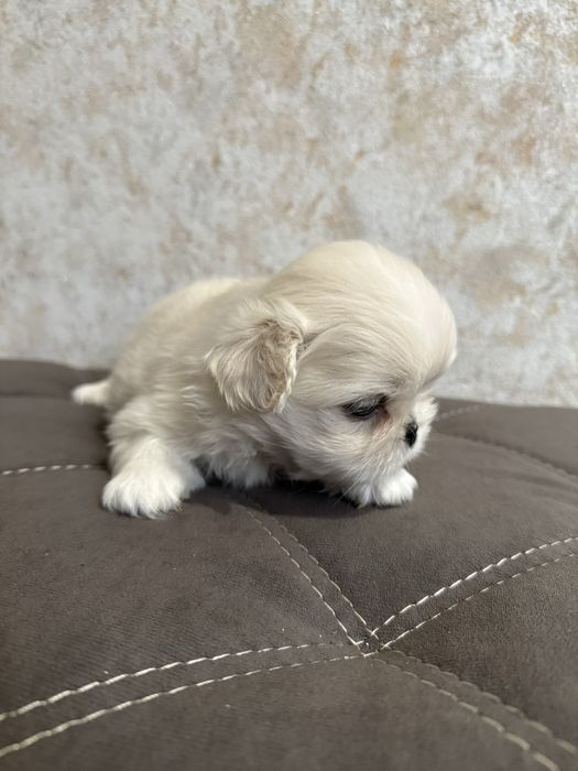 Королівські пекінесики білі