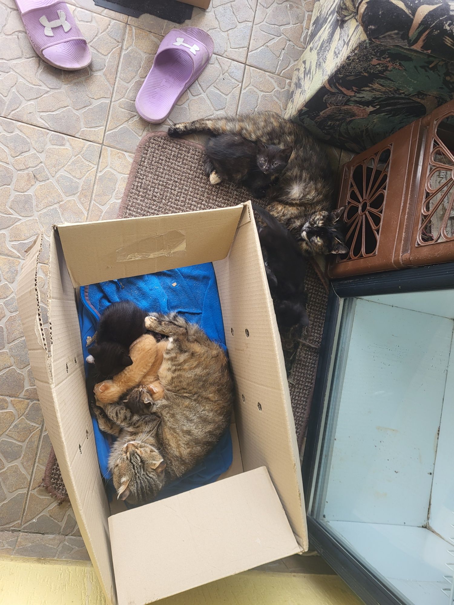 Котики метиси шотландської весловухи