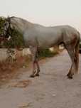 Para venda ou troca cavalo égua