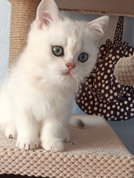 Ласкавий і ніжний задавака