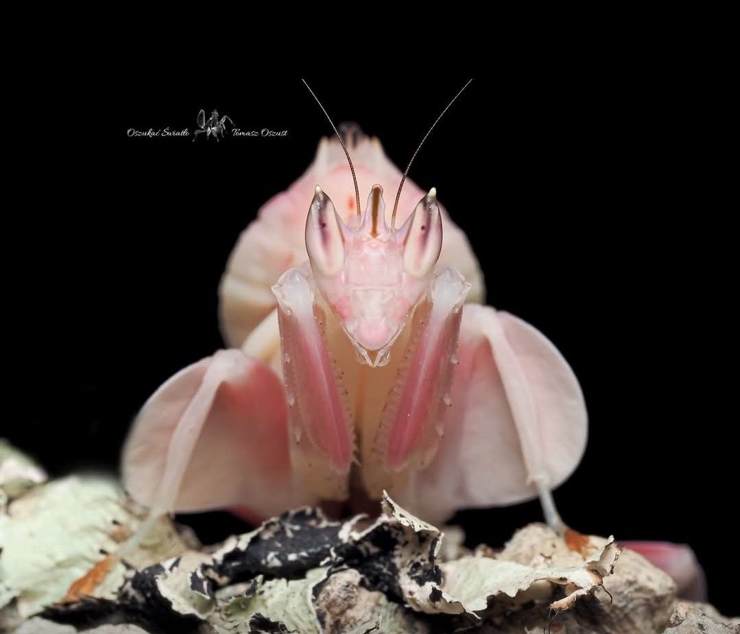 Hymenopus coronatus – modliszka storczykowa. L2